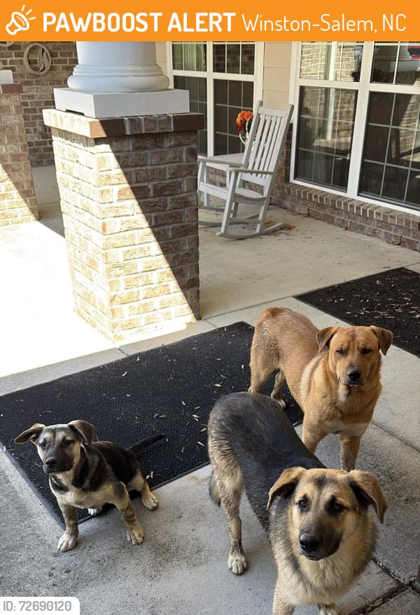 Found/Stray Male Dog last seen Waterworks, new walkertown road , Winston-Salem, NC 27101