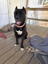 Lost Male Dog last seen Walkway Drive snd North Shore, Hot Springs, AR 71913