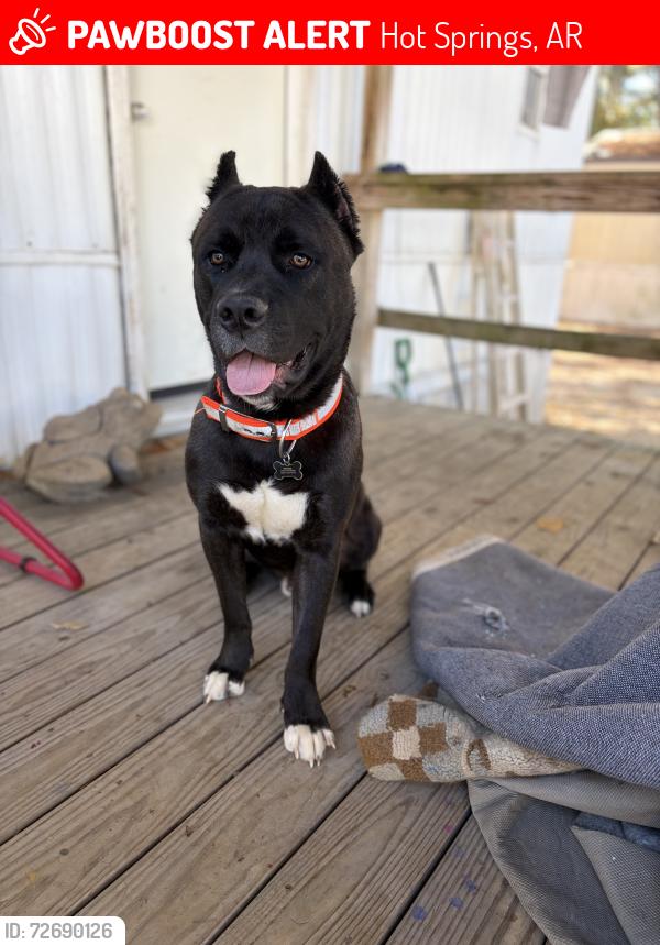 Lost Male Dog last seen Walkway Drive snd North Shore, Hot Springs, AR 71913