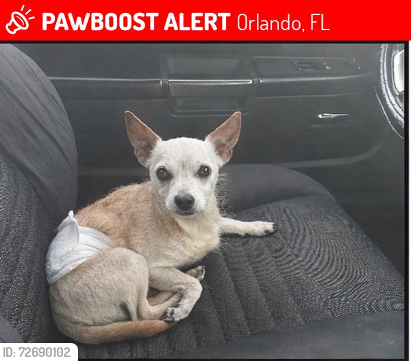 Lost Male Dog last seen Sun Dr and Morning Dr, Orlando, FL 32809