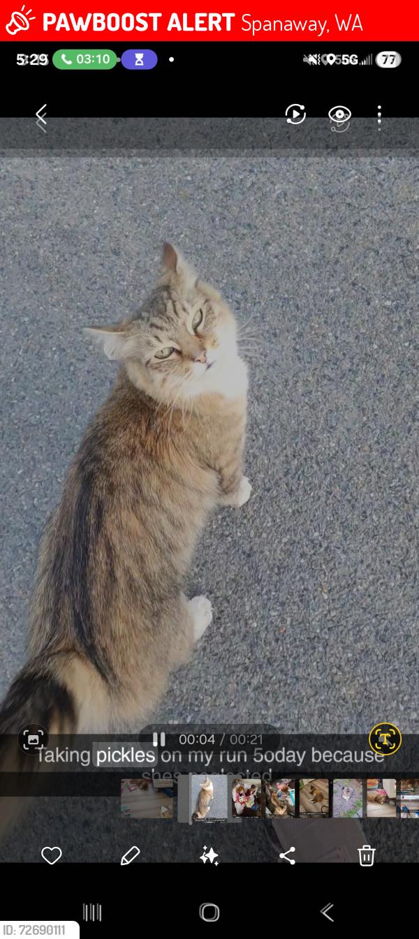Lost Female Cat last seen 6th Ave e & 165th st CT e, Spanaway, WA 98387