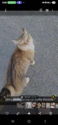 Lost Female Cat last seen 6th Ave e & 165th st CT e, Spanaway, WA 98387