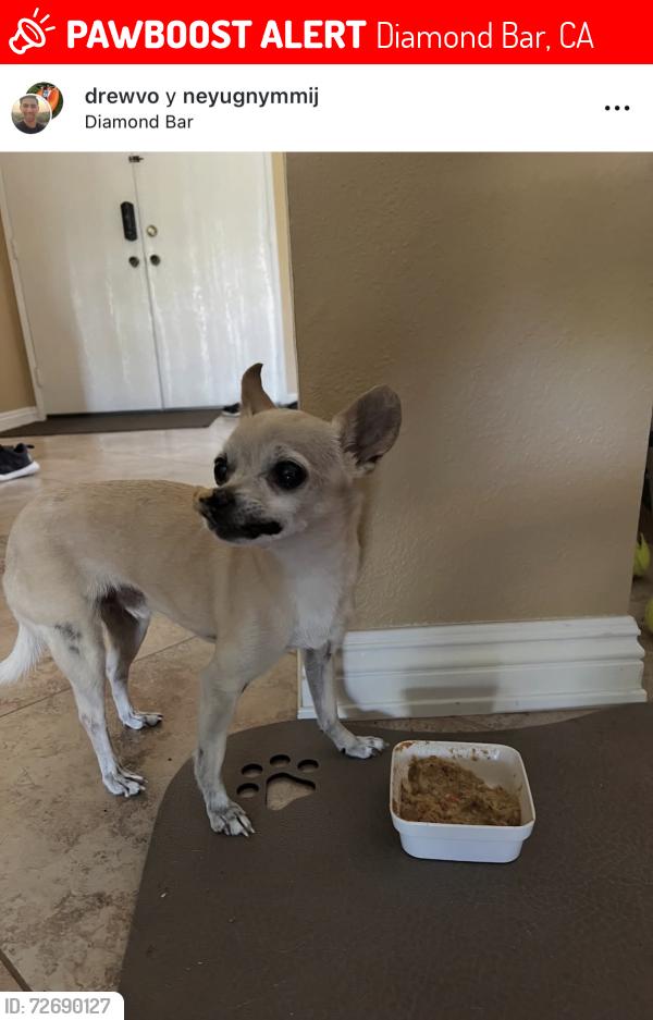 Lost Male Dog last seen Ambushers St in Diamond Bar., Diamond Bar, CA 91765