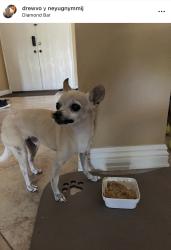 Lost Male Dog last seen Ambushers St in Diamond Bar., Diamond Bar, CA 91765