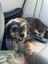 Found/Stray Male Dog last seen Crossing of Winner Foster and Stratman Rd., Fort Bend County, TX 77406