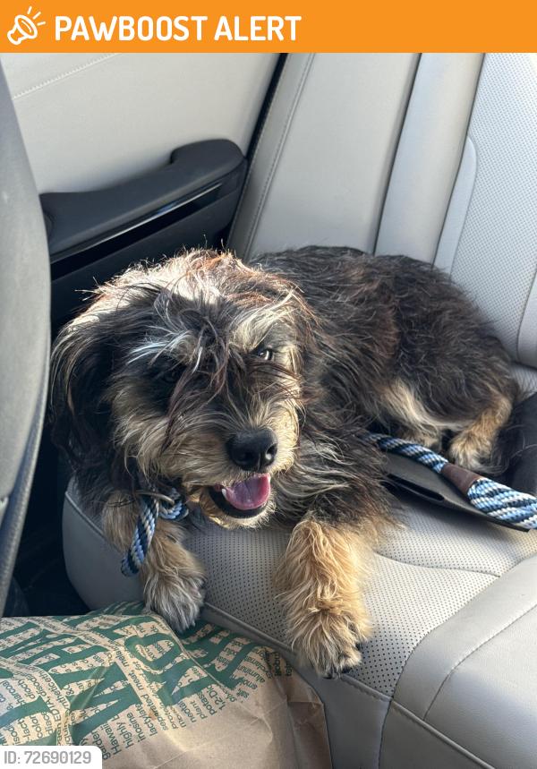 Found/Stray Male Dog last seen Crossing of Winner Foster and Stratman Rd., Fort Bend County, TX 77406