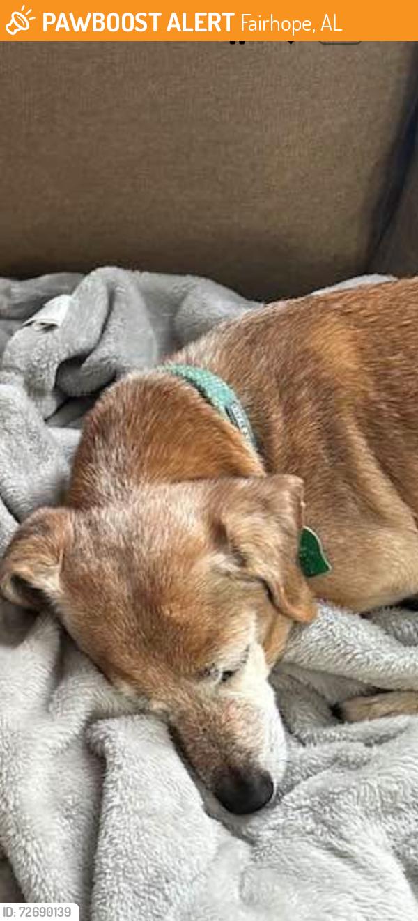 Found/Stray Male Dog last seen Publix , Fairhope, AL 36526