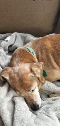 Found/Stray Male Dog last seen Publix , Fairhope, AL 36526