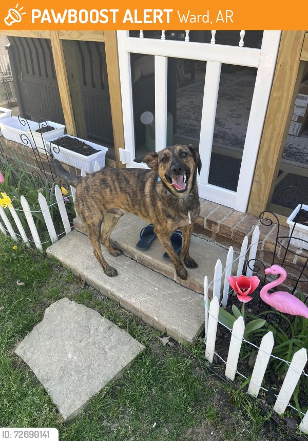 Found/Stray Male Dog last seen Near Castleton Dr Ward. , Ward, AR 72176