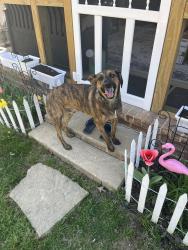 Found/Stray Male Dog last seen Near Castleton Dr Ward. , Ward, AR 72176