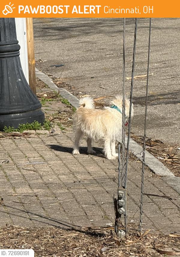Found/Stray Unknown Dog last seen On Elizabeth St near Central Ave, Cincinnati, OH 45203