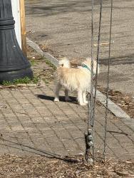 Found/Stray Unknown Dog last seen On Elizabeth St near Central Ave, Cincinnati, OH 45203