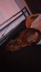 Lost Male Dog last seen near n 9th and 10th st, Lebanon, PA 17046