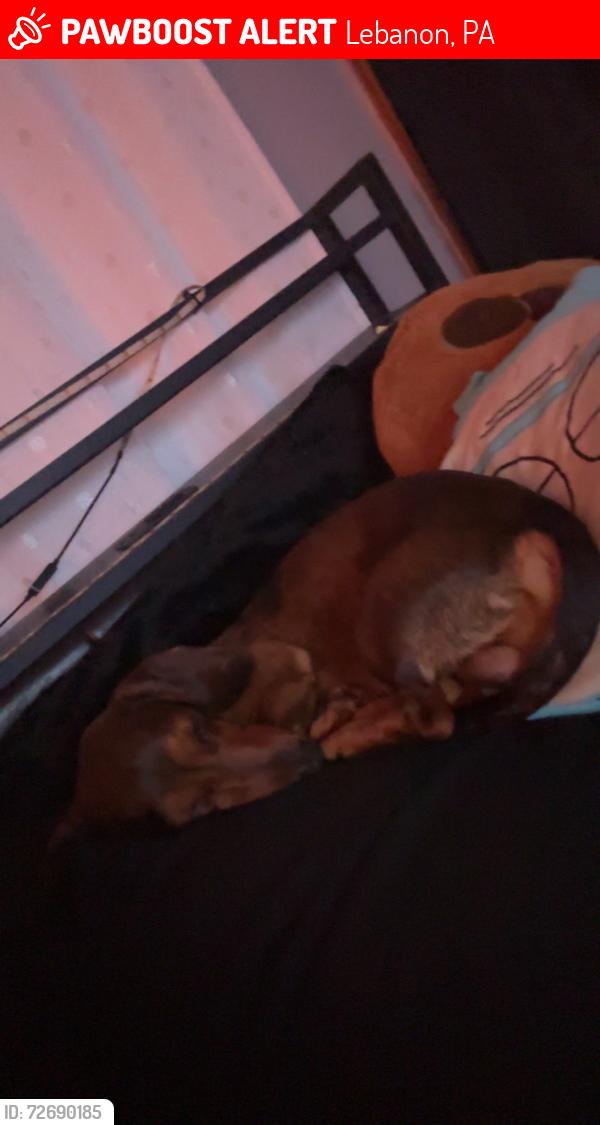Lost Male Dog last seen near n 9th and 10th st, Lebanon, PA 17046