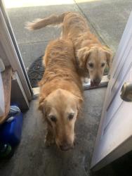 Found/Stray Unknown Dog last seen Battlecreek , Salem, OR 97306