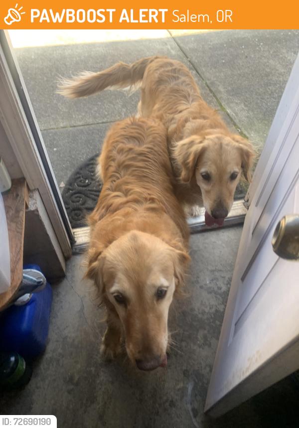 Found/Stray Unknown Dog last seen Battlecreek , Salem, OR 97306