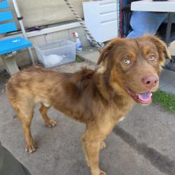 Found/Stray Male Dog last seen Near W 15th St, Long Beach, CA 90813, Long Beach, CA 90813