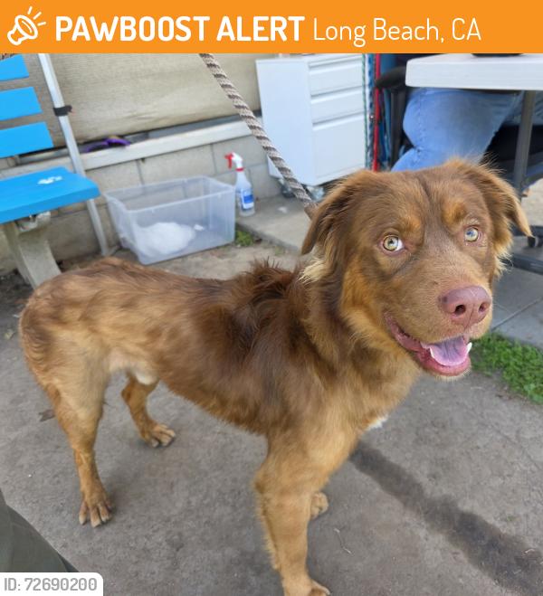 Found/Stray Male Dog last seen Near W 15th St, Long Beach, CA 90813, Long Beach, CA 90813