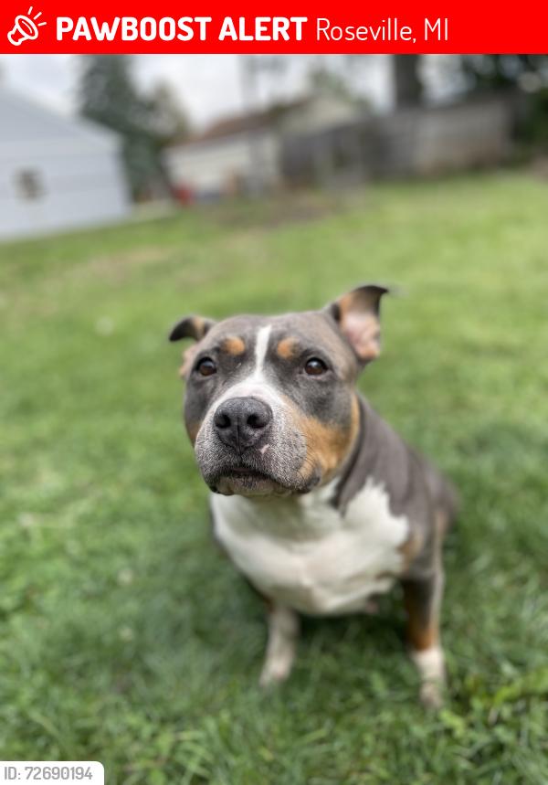 Lost Female Dog last seen Dort elementary school , Roseville, MI 48066