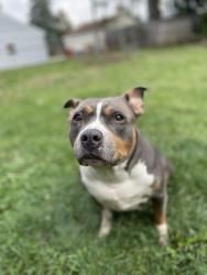 Lost Female Dog last seen Dort elementary school , Roseville, MI 48066