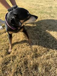 Found/Stray Female Dog last seen Thalia road, Virginia Beach, VA 23452