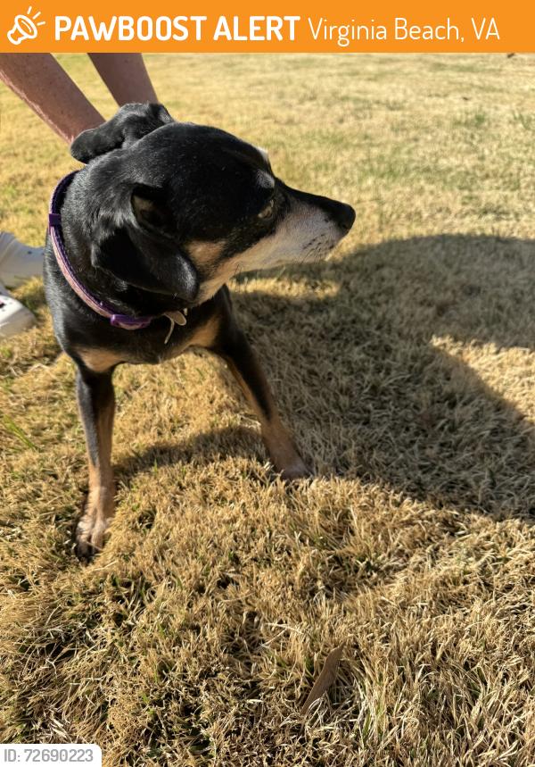 Found/Stray Female Dog last seen Thalia road, Virginia Beach, VA 23452