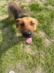 Found/Stray Female Dog last seen Near woodburn allen springs road , Bowling Green, KY 42104