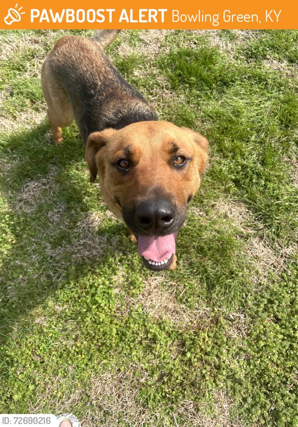 Found/Stray Female Dog last seen Near woodburn allen springs road , Bowling Green, KY 42104