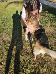 Found/Stray Male Dog last seen Del Rosa Ave and Eureka, San Bernardino, CA 92404