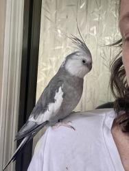 Lost Male Bird last seen How 55 and Biddle rd, Dover, NC 28526