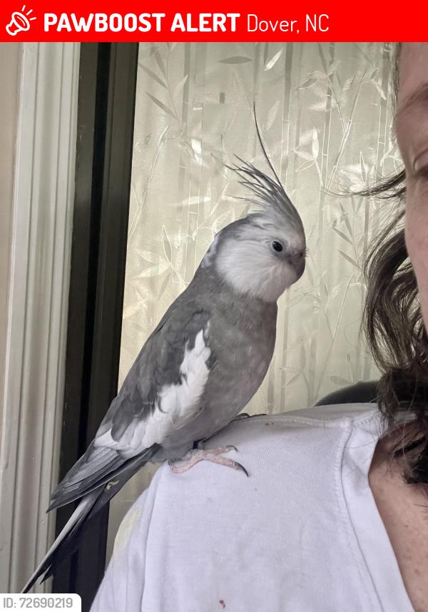 Lost Male Bird last seen How 55 and Biddle rd, Dover, NC 28526