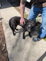 Found/Stray Male Dog last seen Arlington ave and Brookville road, Indianapolis, IN 46219
