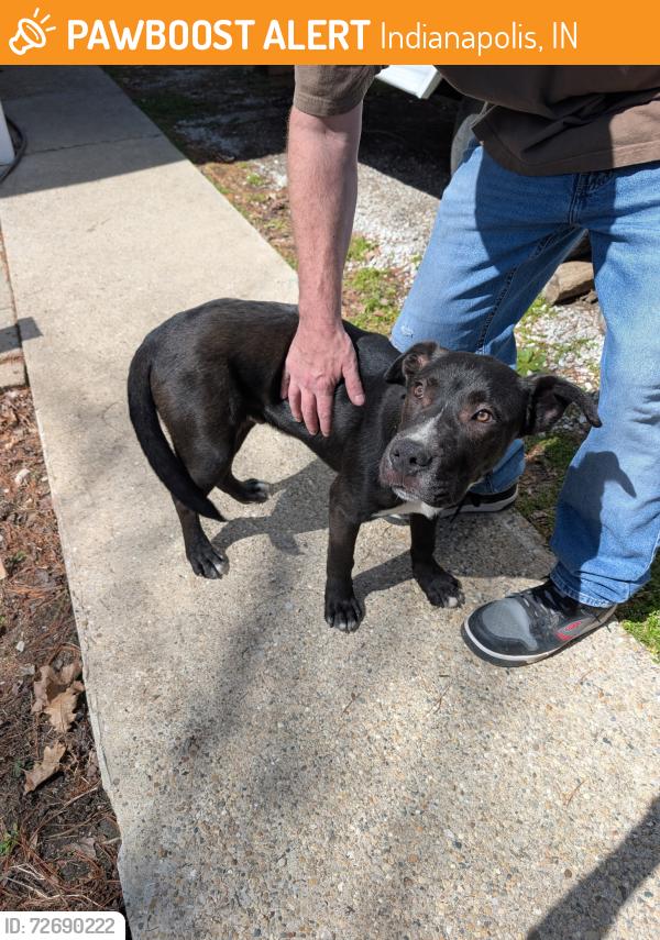 Found/Stray Male Dog last seen Arlington ave and Brookville road, Indianapolis, IN 46219