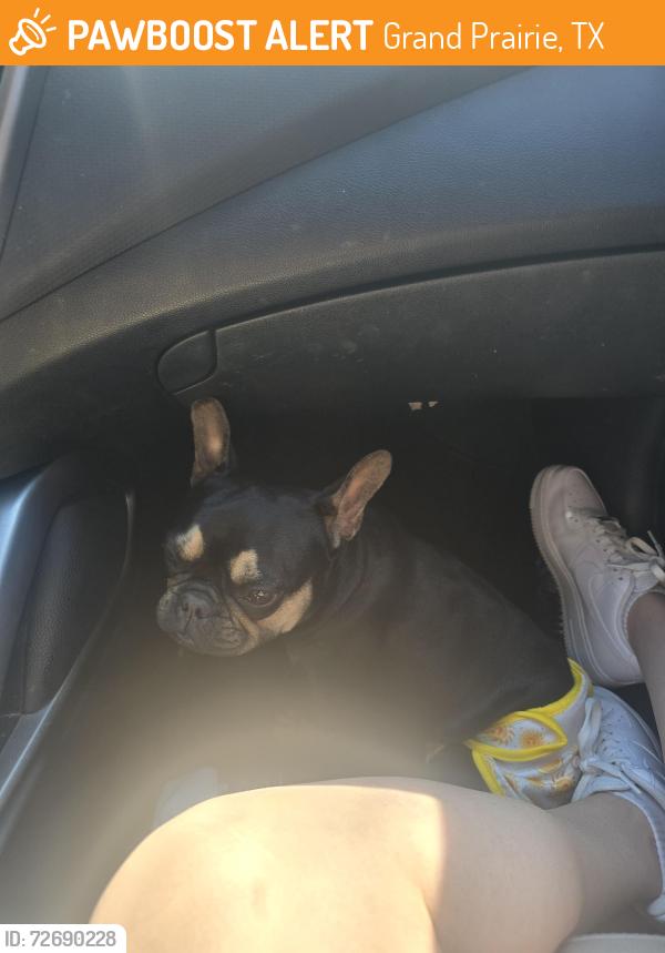 Found/Stray Female Dog last seen By interstate 20 , Grand Prairie, TX 75050
