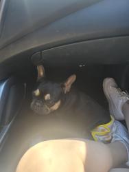 Found/Stray Female Dog last seen By interstate 20 , Grand Prairie, TX 75050