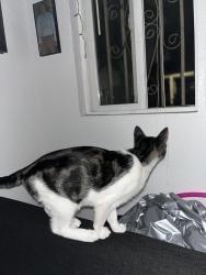Lost Male Cat last seen Clarendon Santa Fe , Huntington Park, CA 90255