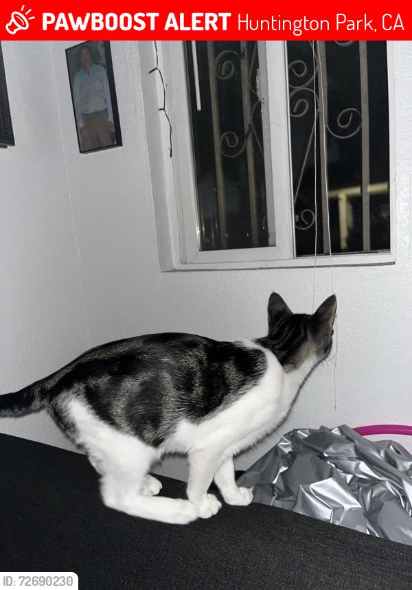 Lost Male Cat last seen Clarendon Santa Fe , Huntington Park, CA 90255