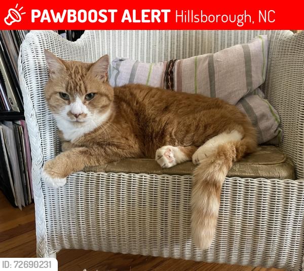 Lost Male Cat last seen Murray and Raynor streets, Hillsborough, NC 27278