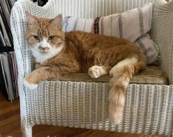 Lost Male Cat last seen Murray and Raynor streets, Hillsborough, NC 27278