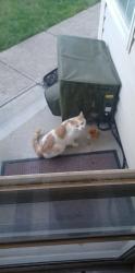 Found/Stray Unknown Cat last seen Mann road and w mills, Indianapolis, IN 46221