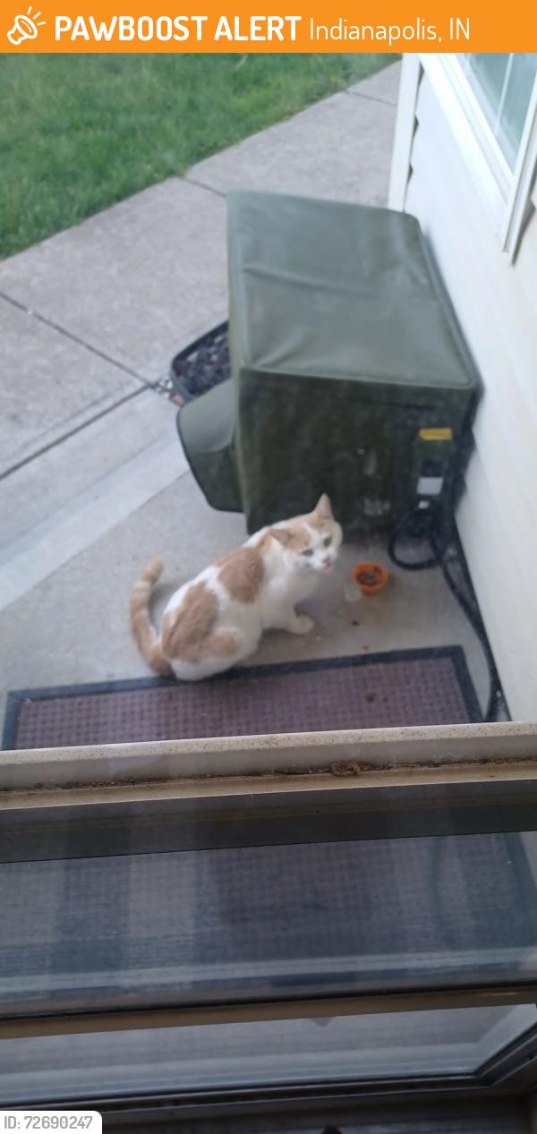 Found/Stray Unknown Cat last seen Mann road and w mills, Indianapolis, IN 46221