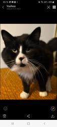 Lost Male Cat last seen Pim Thai Kitchen Restaurant, Rogue River, OR 97537