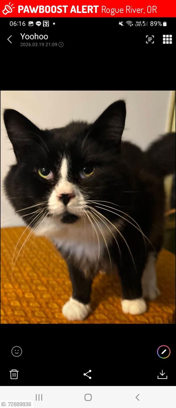 Lost Male Cat last seen Pim Thai Kitchen Restaurant, Rogue River, OR 97537