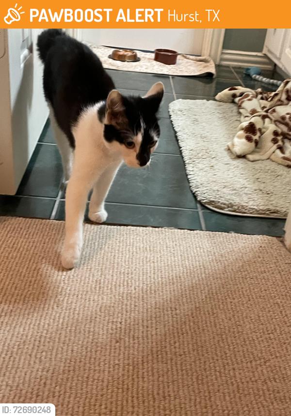 Found/Stray Male Cat last seen Brown Trail and Cheryl Ave , Hurst, TX 76053