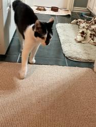 Found/Stray Male Cat last seen Brown Trail and Cheryl Ave , Hurst, TX 76053