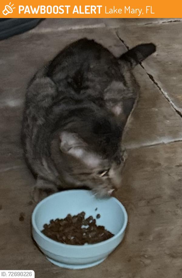 Found/Stray Female Cat last seen Bridgewater Ct, Lake Mary, FL 32746