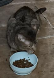 Found/Stray Female Cat last seen Bridgewater Ct, Lake Mary, FL 32746