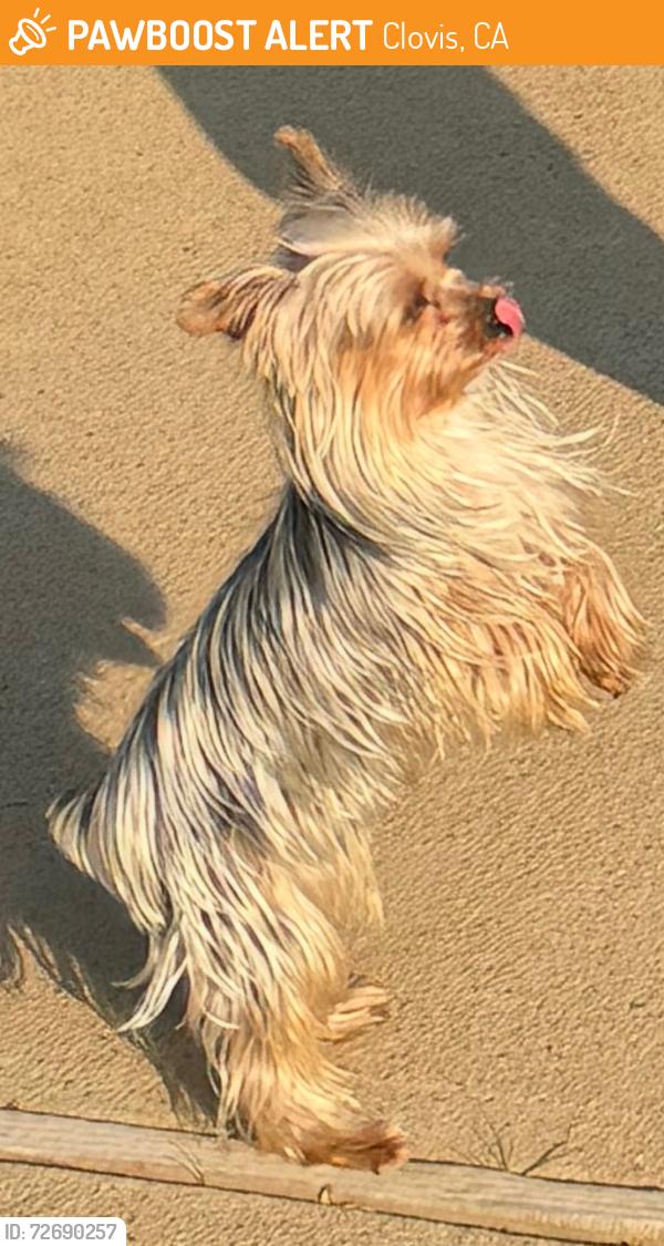 Found/Stray Male Dog last seen Stanford and wrenwood, Clovis, CA 93611