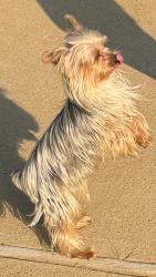 Found/Stray Male Dog last seen Stanford and wrenwood, Clovis, CA 93611