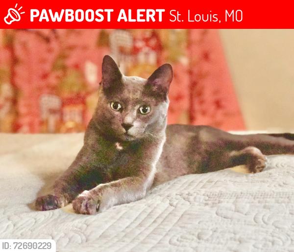 Lost Male Cat last seen Hampton, St. Louis, MO 63109